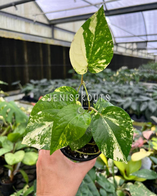 4” Piper SP Yellow