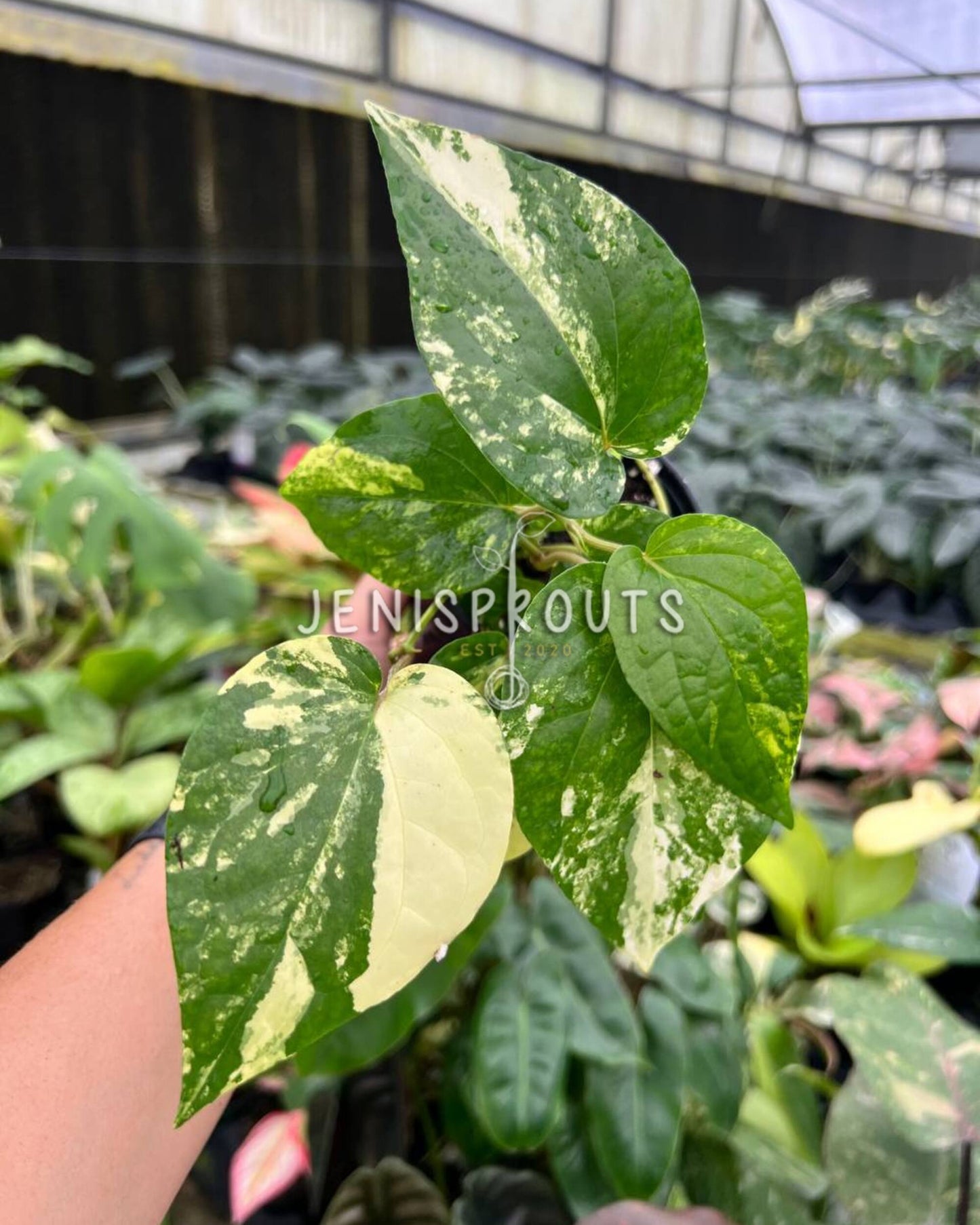 4” Piper SP Yellow