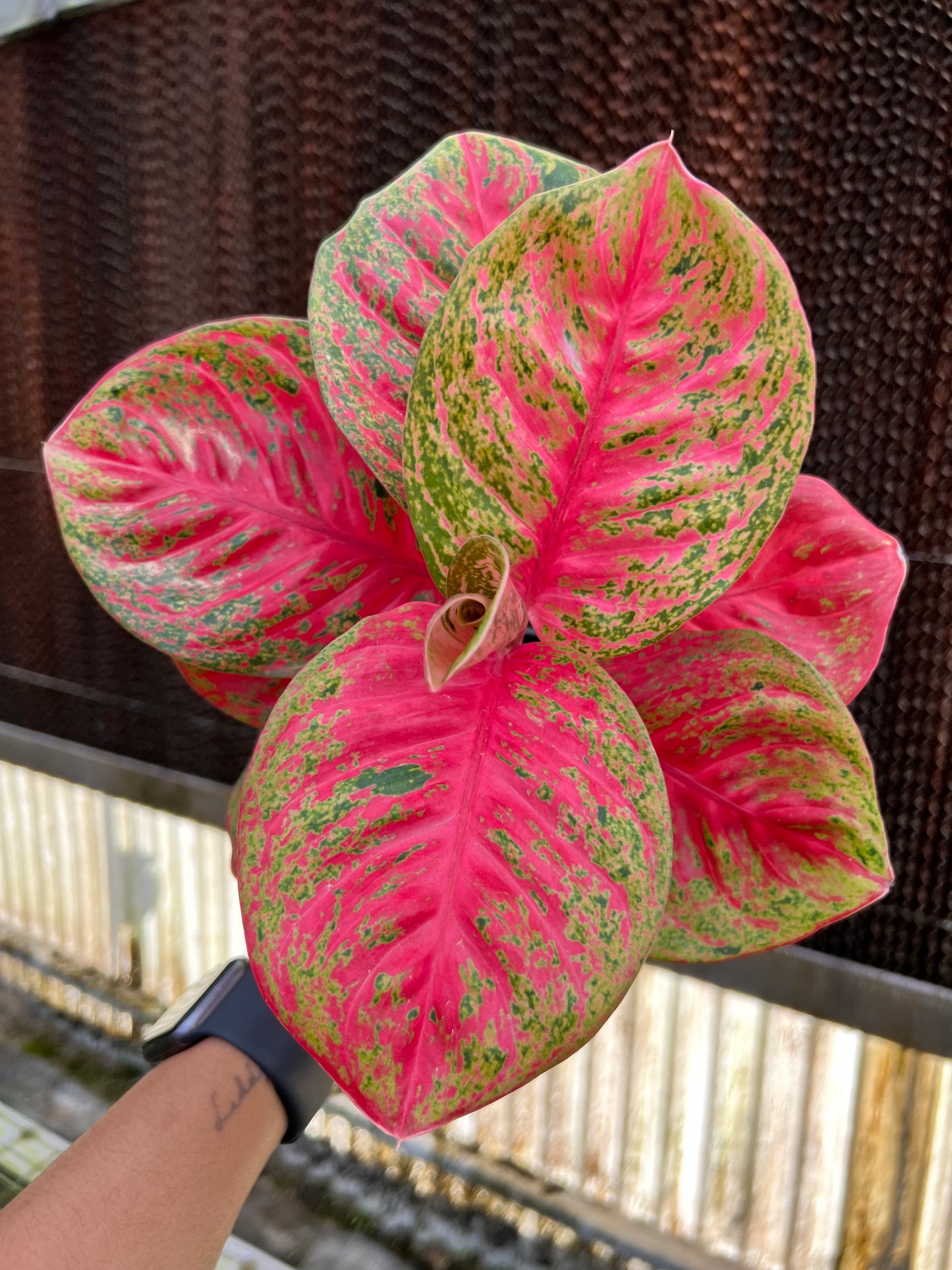 4" Aglaonema Orange Sombat