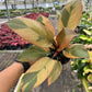 4" Philodendron Black Cardinal Variegated