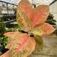 4" Aglaonema Harley Queen