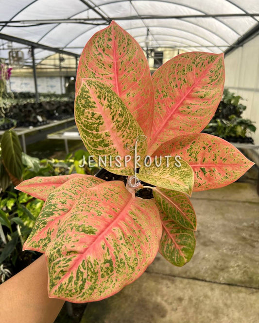 4" Aglaonema Harley Queen