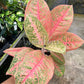 4" Aglaonema Harley Queen