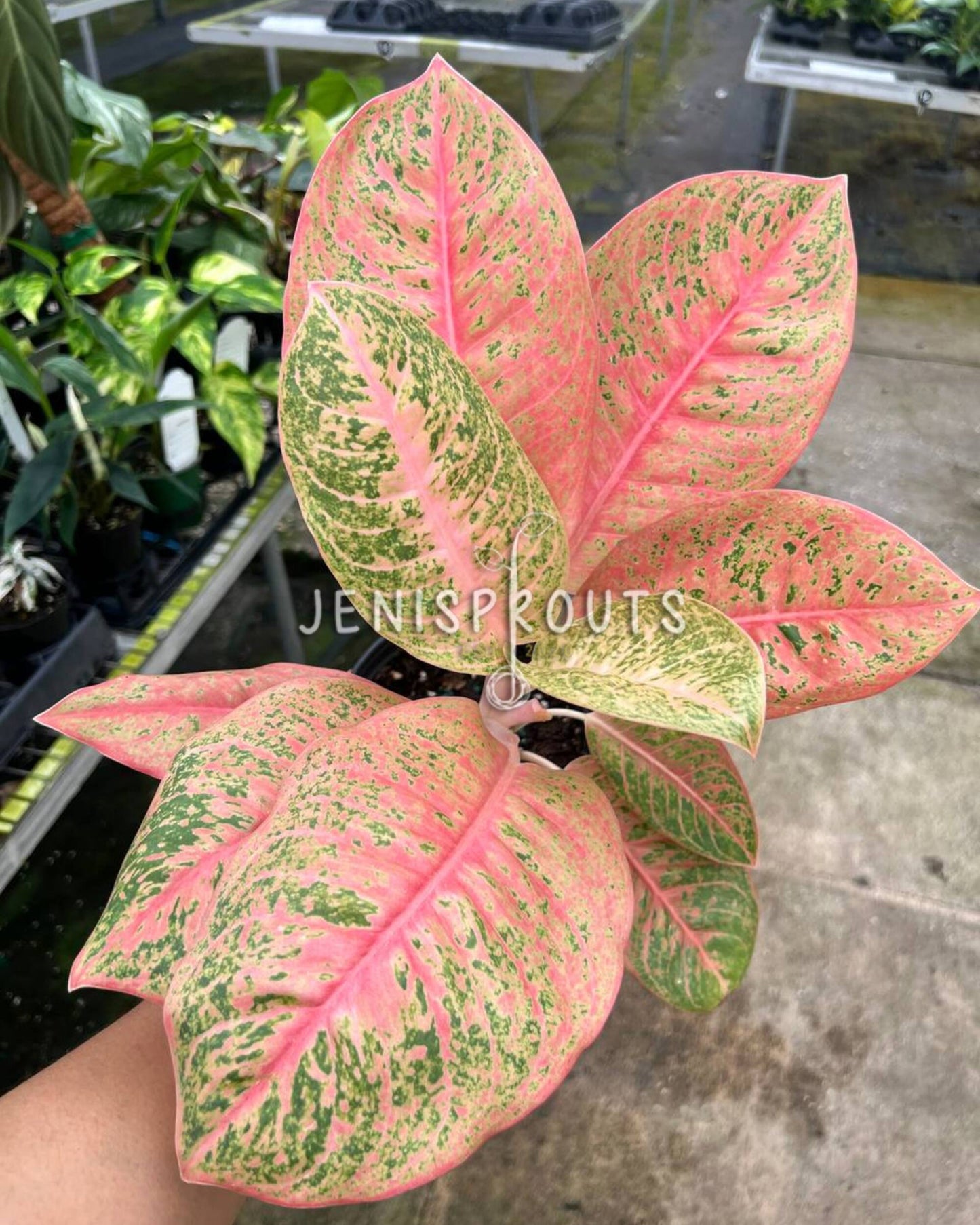 4" Aglaonema Harley Queen