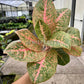 4" Aglaonema Harley Queen