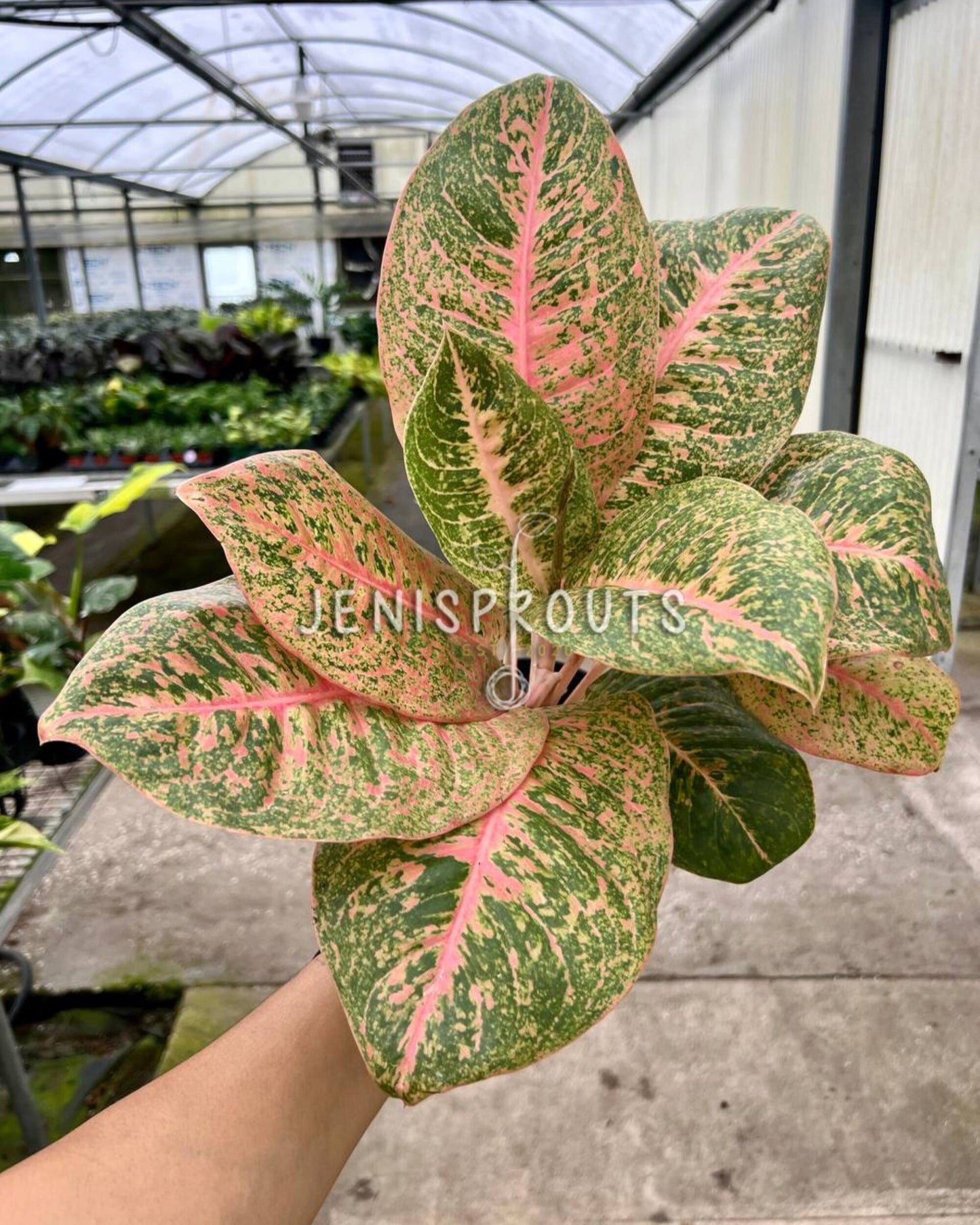 4" Aglaonema Harley Queen