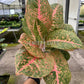 4" Aglaonema Harley Queen