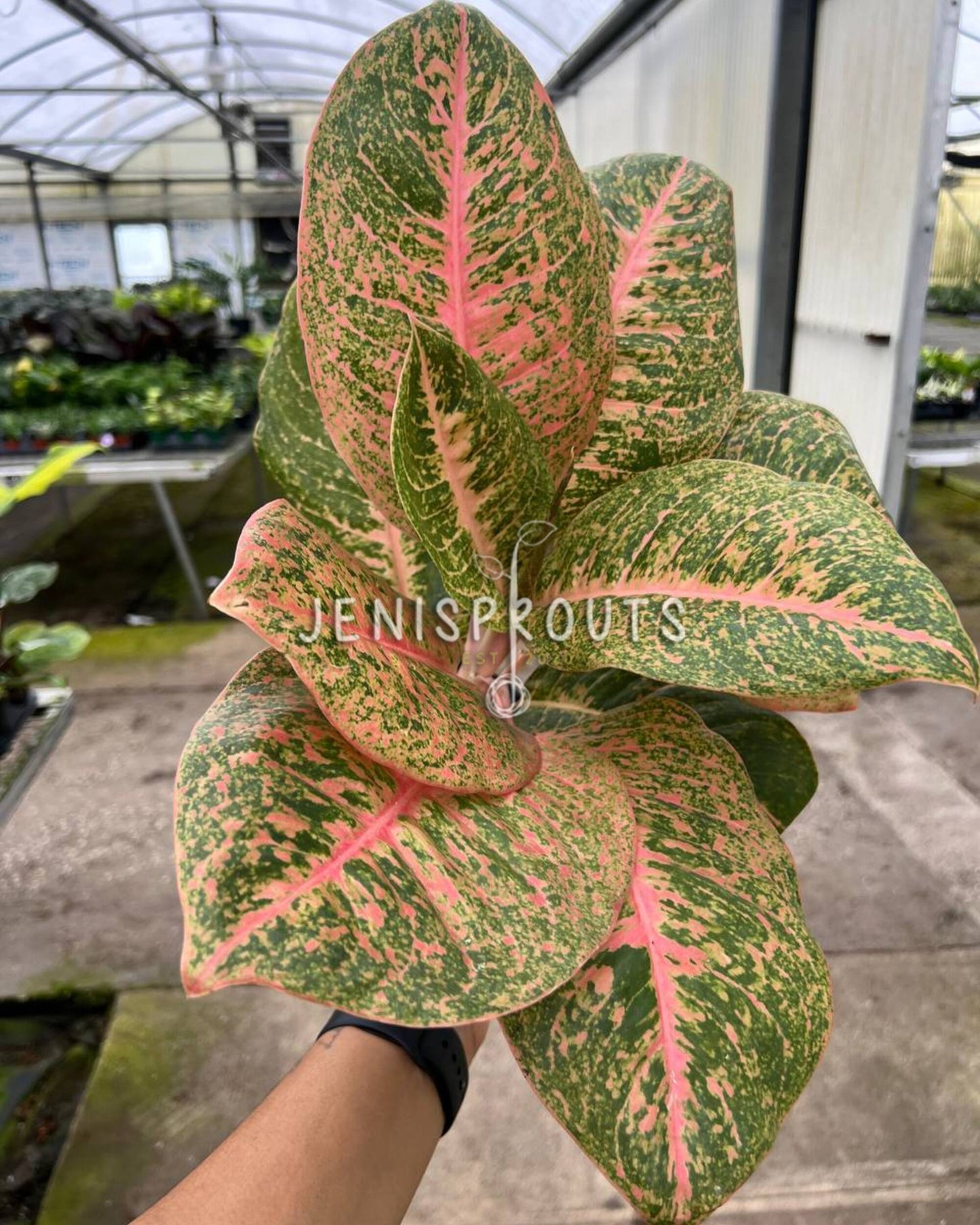 4" Aglaonema Harley Queen