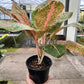 4" Aglaonema Harley Queen