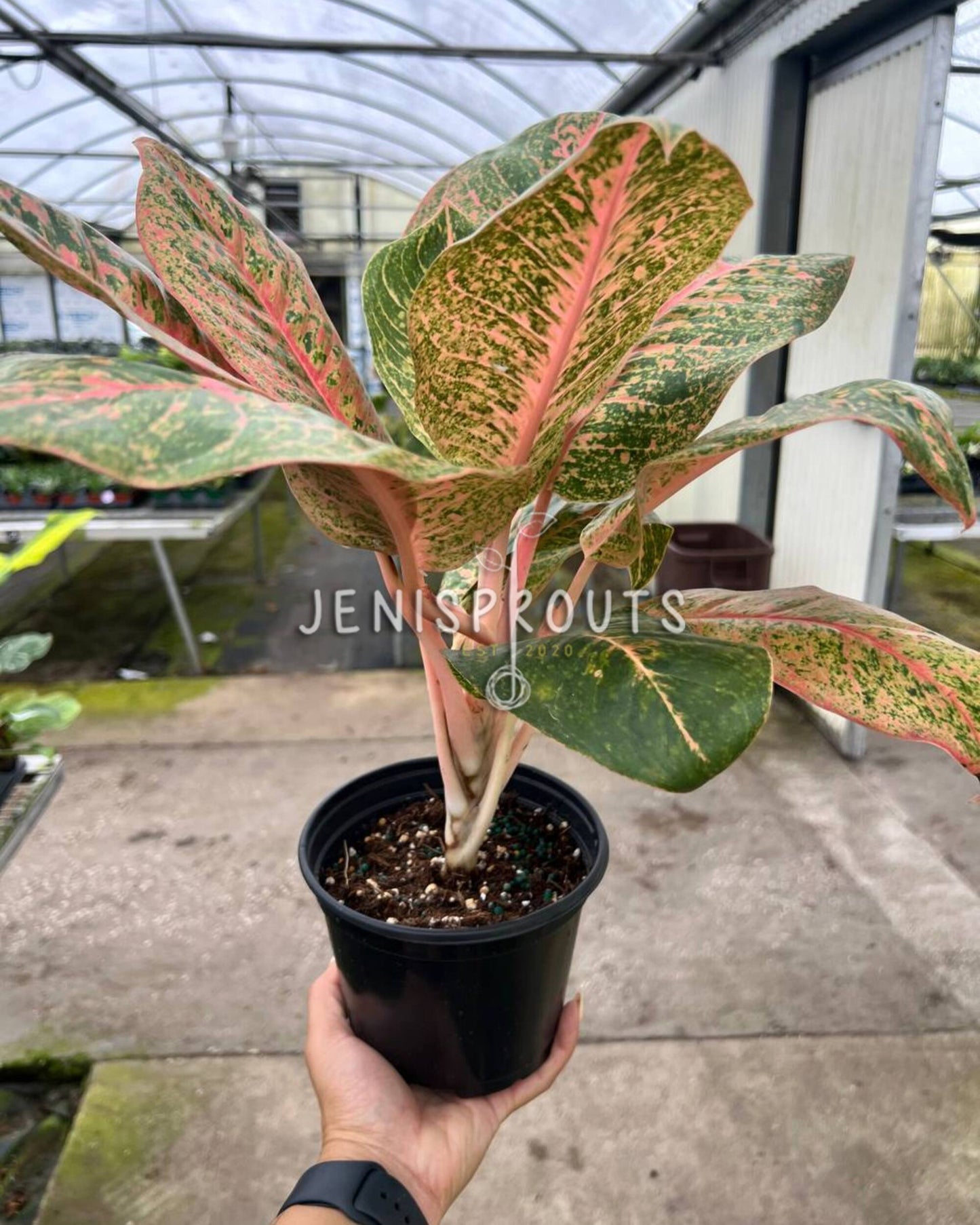 4" Aglaonema Harley Queen