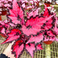 6" Begonia Harmony’s Red Robin