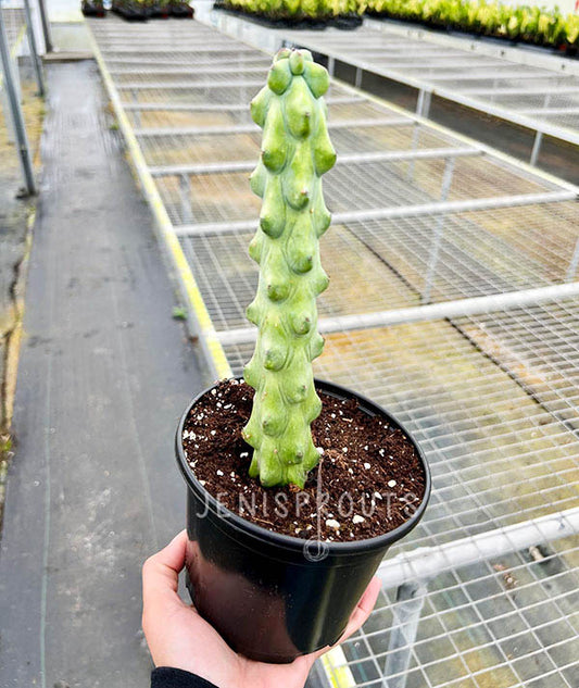 6" Boobie Cactus