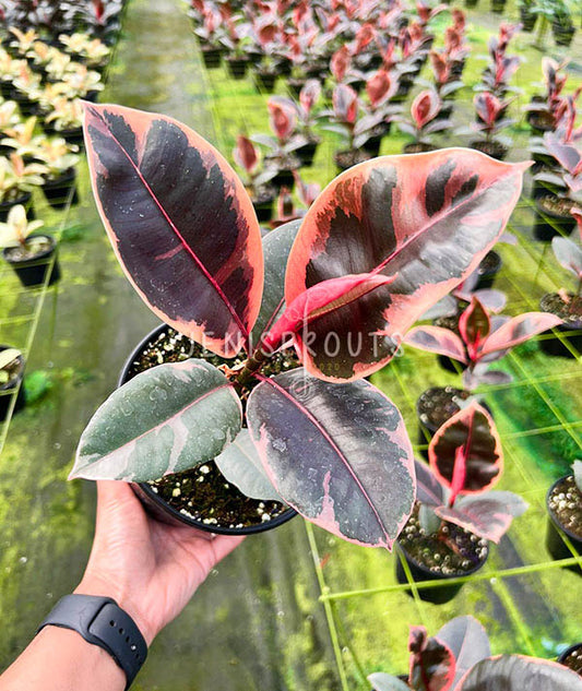 6" Ficus Elastica Ruby (Rubber Plant)