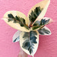 6" Ficus Elastica Tineke (Rubber Plant)