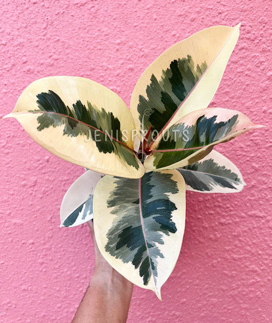 6" Ficus Elastica Tineke (Rubber Plant)