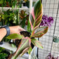 6” Musa NoNo Pink Variegated Banana