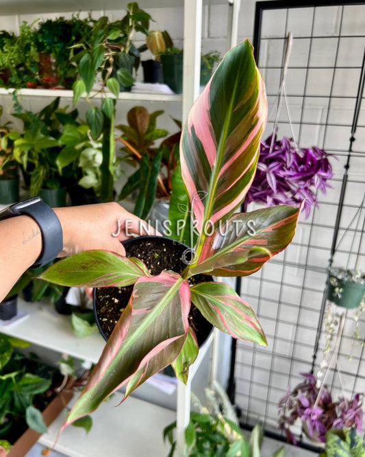 6” Musa NoNo Pink Variegated Banana