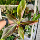 6” Musa NoNo Pink Variegated Banana