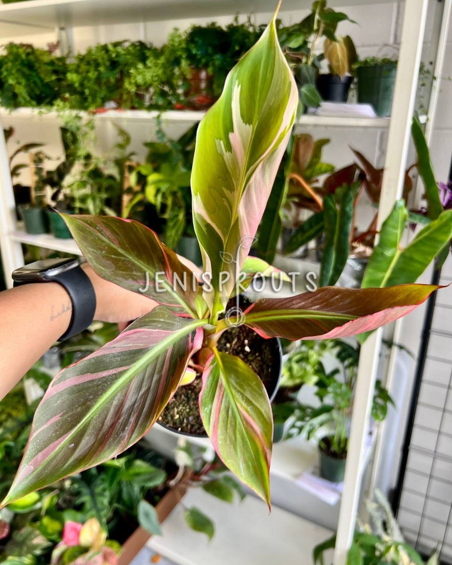 6” Musa NoNo Pink Variegated Banana