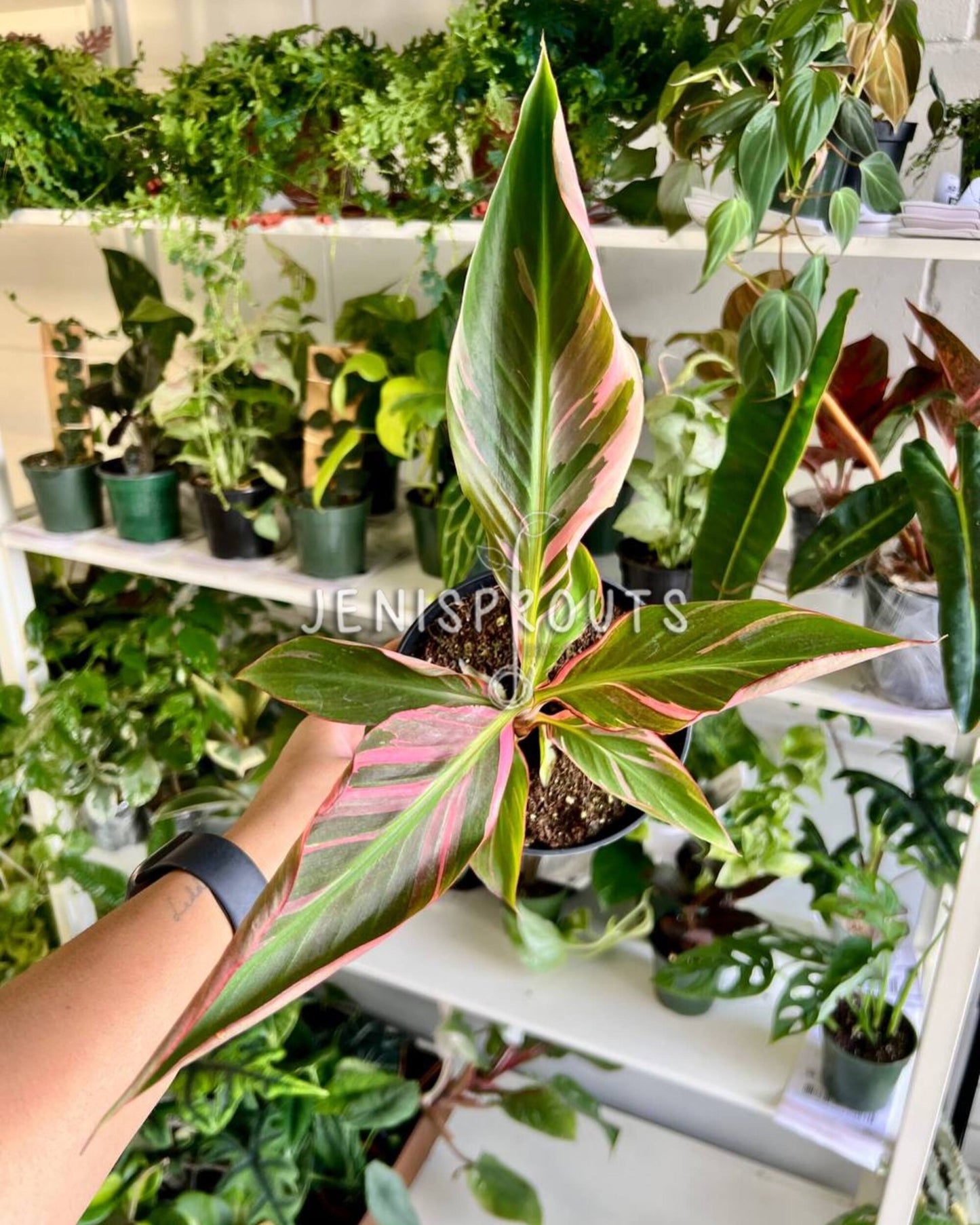 6” Musa NoNo Pink Variegated Banana