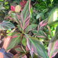 6” Musa NoNo Pink Variegated Banana