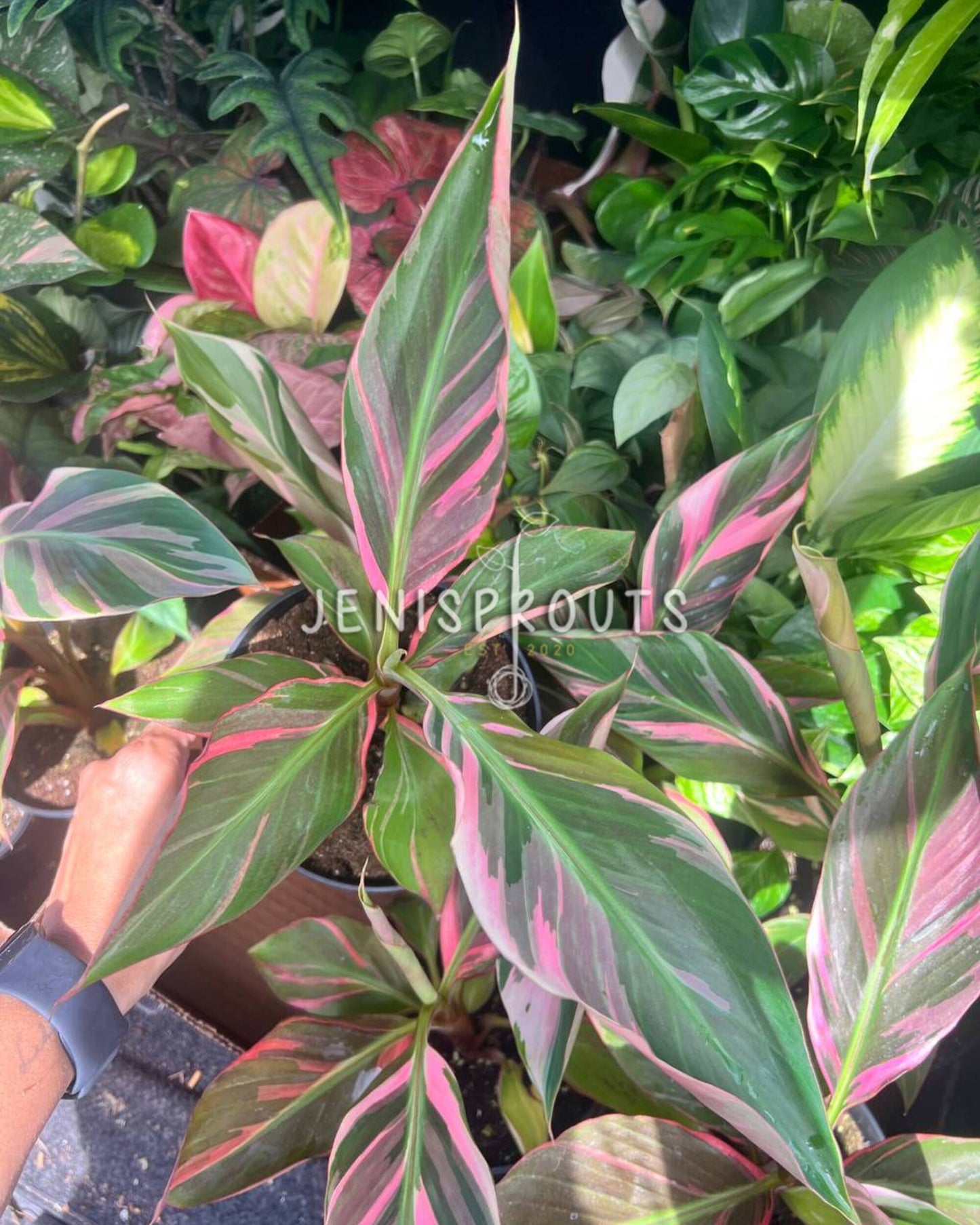6” Musa NoNo Pink Variegated Banana