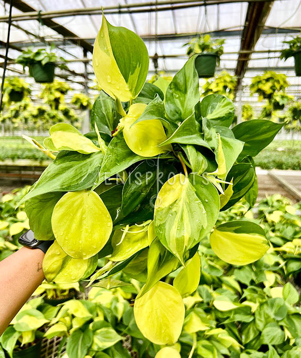 6" Philodendron Brasil