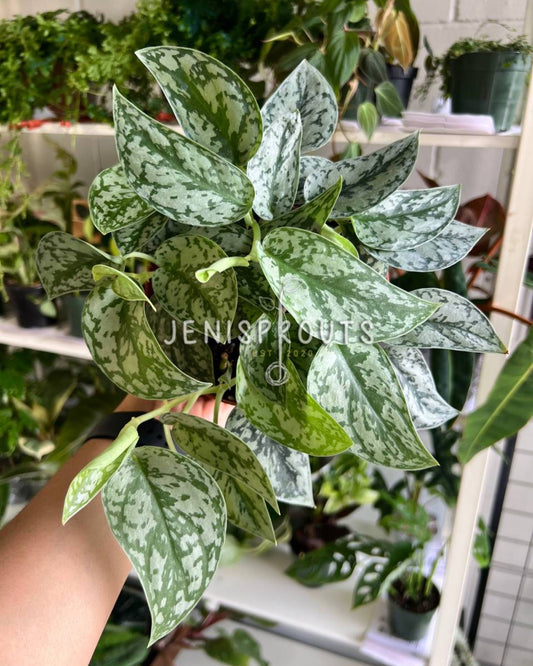 6" Scindapsus Silver Lady