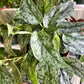 6" Scindapsus Silver Lady