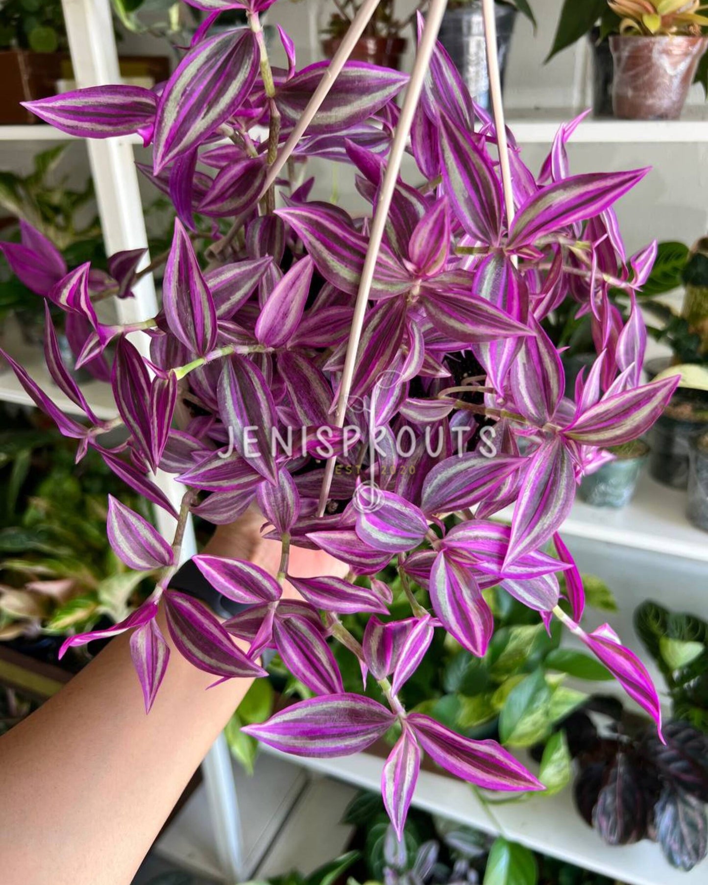 6" Tradescantia Pink Paradise
