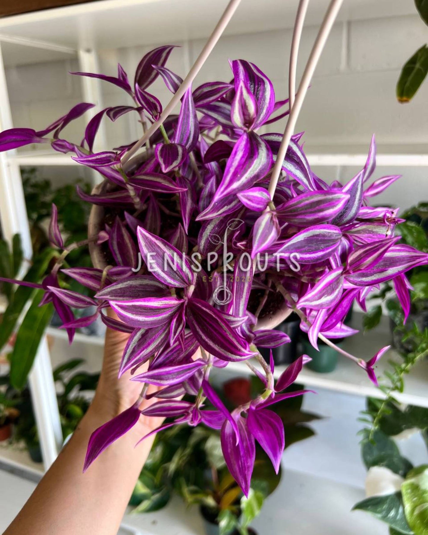6" Tradescantia Pink Paradise