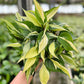 6" Philodendron Silver Stripe