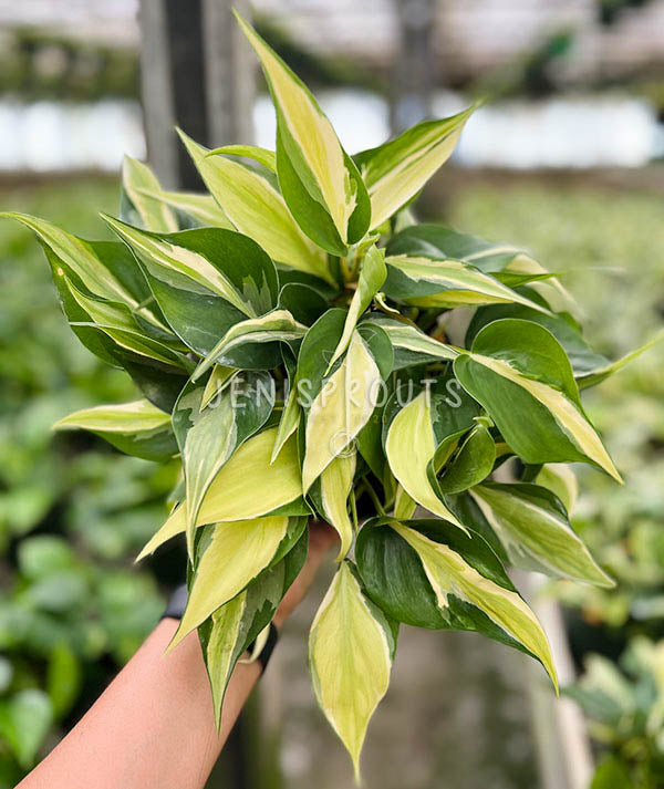 6" Philodendron Silver Stripe