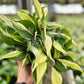 6" Philodendron Silver Stripe