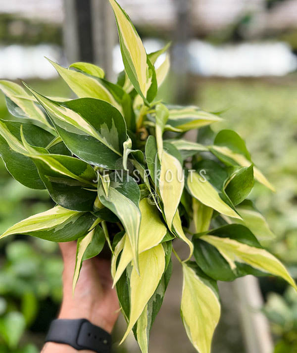 6" Philodendron Silver Stripe