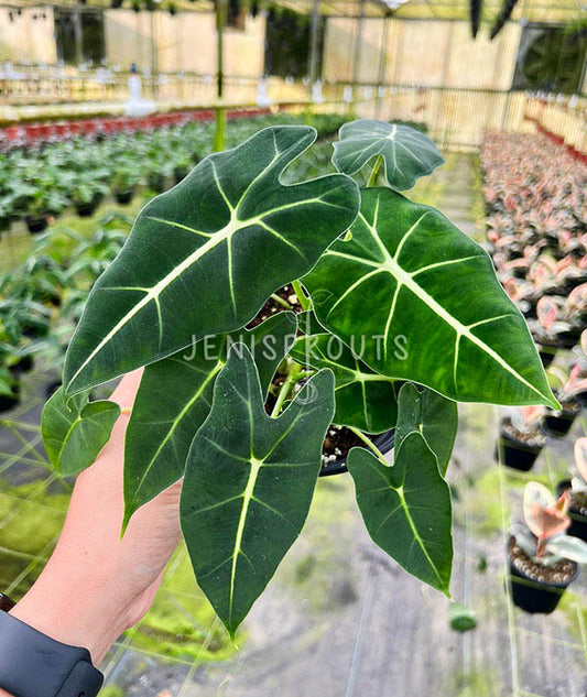 6" Alocasia Frydek