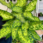 6” Dieffenbachia Military