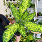 6” Dieffenbachia Military