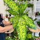 6” Dieffenbachia Military