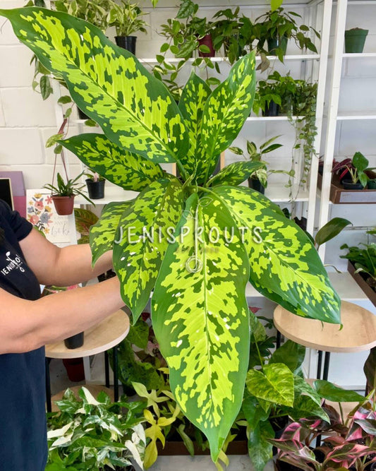6” Dieffenbachia Military