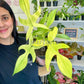 6” Philodendron Florida Ghost
