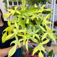 6” Philodendron Florida Ghost