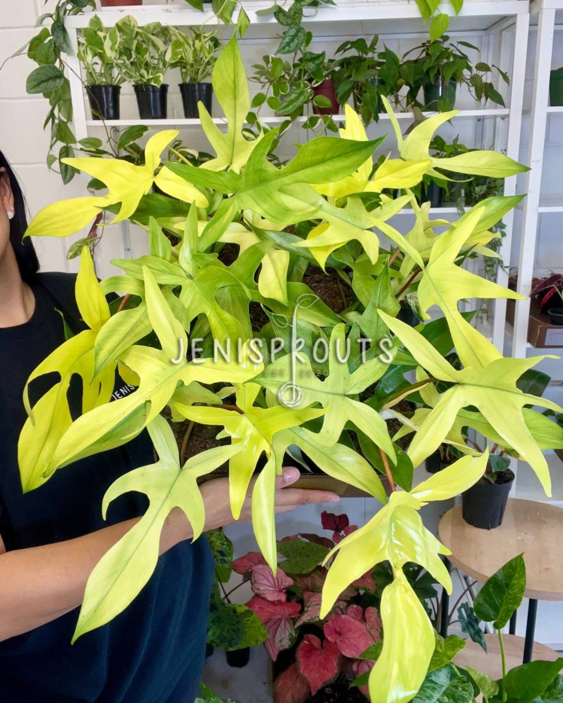philodendron florida ghost plant for sale 6” Philodendron Florida Ghost