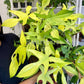 6” Philodendron Florida Ghost