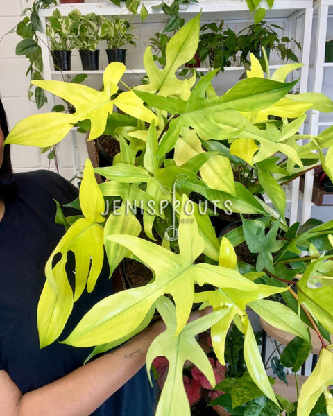 6” Philodendron Florida Ghost at Jenisprouts