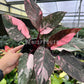 6” Philodendron Pink Princess Galaxy
