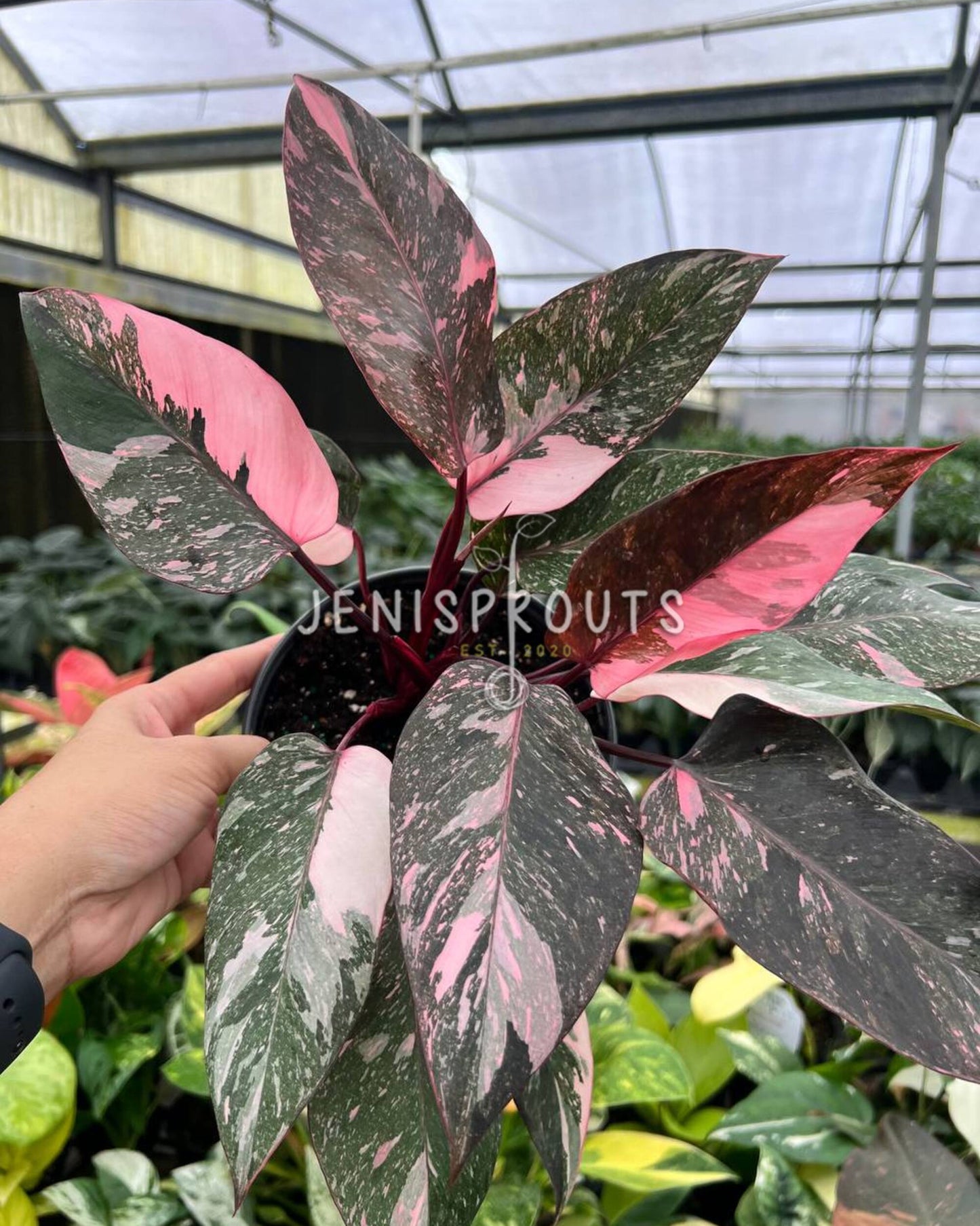6” Philodendron Pink Princess Galaxy