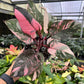 6” Philodendron Pink Princess Galaxy