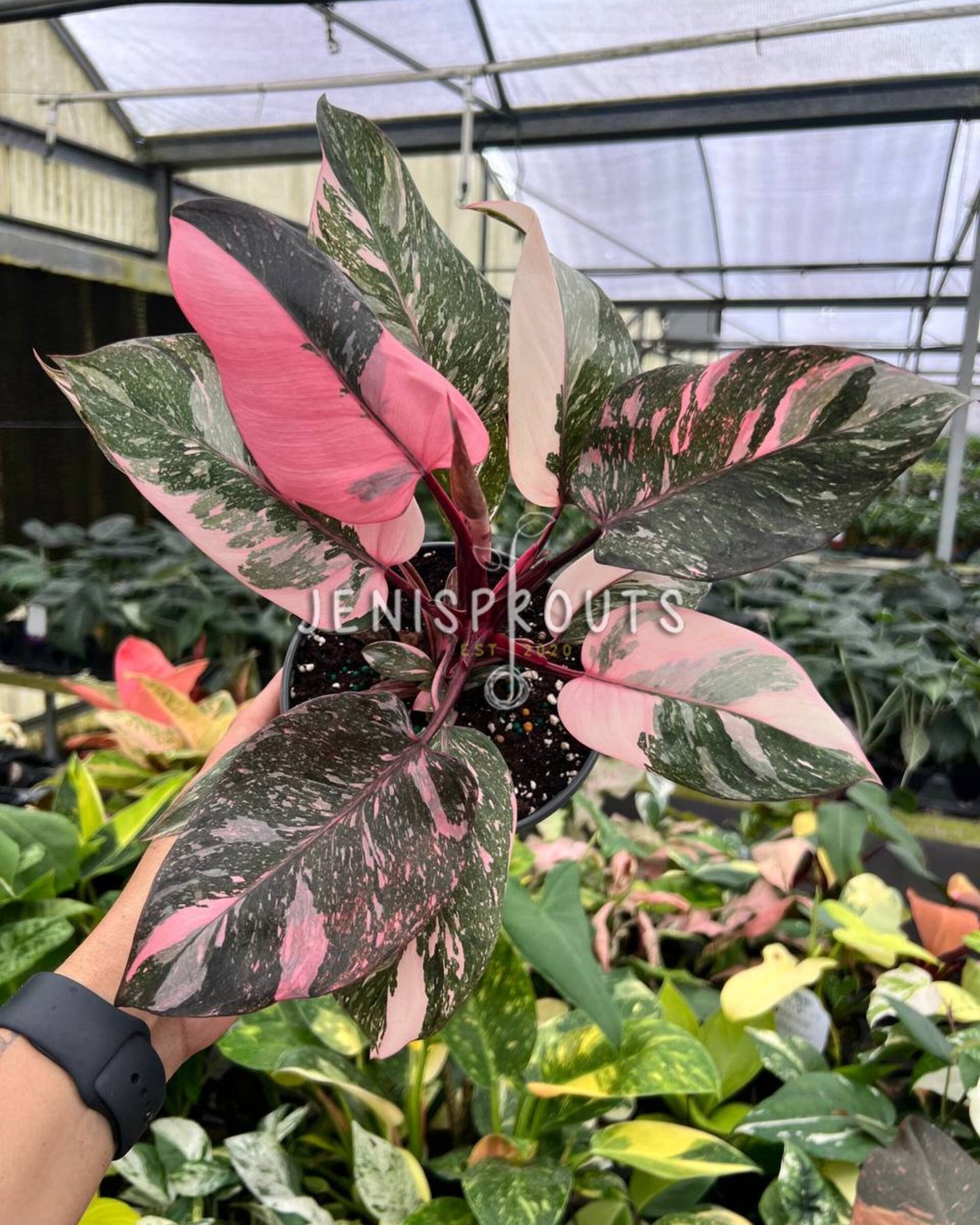 6” Philodendron Pink Princess Galaxy