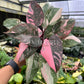 6” Philodendron Pink Princess Galaxy
